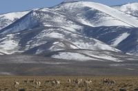 Vicuñas (Lama vicugna), Catamarca, Argentina