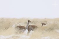 Vicuñas (Vicugna vicugna) en la nieve, Quebrada del Agua, cerca del paso y volcán Socompa, provincia de Salta, Argentina