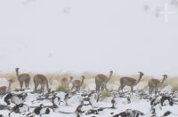 Vicuñas (Vicugna vicugna) en la nieve, Quebrada del Agua, cerca del paso y volcán Socompa, provincia de Salta, Argentina