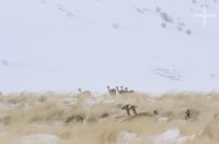 Vicuñas (Vicugna vicugna) en la nieve, Quebrada del Agua, cerca del paso y volcán Socompa, provincia de Salta, Argentina