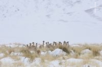 Vicuñas (Vicugna vicugna) en la nieve, Quebrada del Agua, cerca del paso y volcán Socompa, provincia de Salta, Argentina