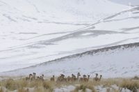 Vicuñas (Vicugna vicugna) in the snow, "Quebrada del Agua", near the Socompa pass and volcano, province of Salta, Argentina