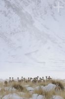 Vicuñas (Vicugna vicugna) in the snow, "Quebrada del Agua", near the Socompa pass and volcano, province of Salta, Argentina