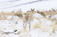 Vicuñas (Vicugna vicugna) in the snow, "Quebrada del Agua", near the Socompa pass and volcano, province of Salta, Argentina