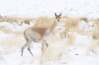 Vicuñas (Vicugna vicugna) in the snow, "Quebrada del Agua", near the Socompa pass and volcano, province of Salta, Argentina