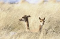 Vicuñas (Vicugna vicugna) in the "vega" (pasture), "Quebrada del Agua", near the Socompa pass and volcano, province of Salta, Argentina