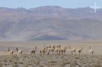 Vicuñas (Vicugna vicugna), Andean Altiplano, Argentina