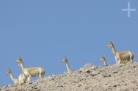 Vicuñas (Vicugna vicugna), near the Socompa pass and volcano (Argentina-Chile border), province of Salta, Argentina