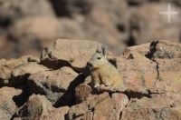 Viscacha (Lagidium viscacia) on the Altiplano (Puna) of the province of Jujuy, Argentina