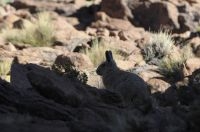 Viscacha (Lagidium viscacia) on the Altiplano (Puna) of the province of Jujuy, Argentina