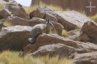 Viscacha (Lagidium viscacia) near the Abra El Acay, province of Salta, Argentina