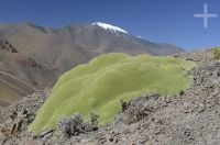 Una 'yareta' (Azorella compacta), planta tipica del Altiplano andino, Argentina