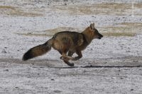 Fox (Pseudalopex culpaeus), Altiplano of Catamarca, Argentina