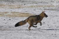 Fox (Pseudalopex culpaeus), Altiplano of Catamarca, Argentina