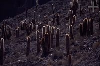 Cactus del género Trichocereus, Argentina, Cordillera de los Andes