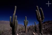 Cactus del género Trichocereus, Tilcara, Jujuy, Argentina, Cordillera de los Andes