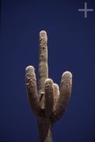 Cactus del género Trichocereus, en el Altiplano andino, Cordillera de los Andes