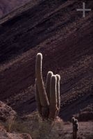 Cactus del género Trichocereus, Altiplano andino, Cordillera de los Andes, Argentina