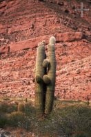 Cactus del género Trichocereus, Altiplano andino, Cordillera de los Andes, Argentina