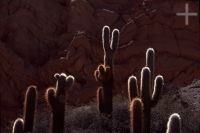 Cactus del género Trichocereus, Argentina, en el Altiplano (Puna) andino, Cordillera de los Andes