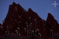 Cactus del género Trichocereus, Argentina, en el Altiplano (Puna) andino, Cordillera de los Andes
