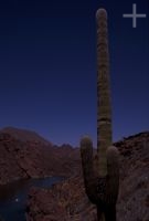 Cactus del género Trichocereus, Argentina, en el Altiplano (Puna) andino, Cordillera de los Andes