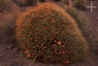 Cactus del género Trichocereus, en el Altiplano andino, Cordillera de los Andes