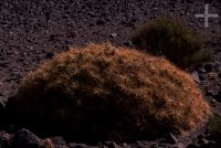 Cactus del género Trichocereus, en el Altiplano andino, Cordillera de los Andes