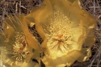 Cactus del género Trichocereus con flor, Argentina, Altiplano (Puna) andino, Cordillera de los Andes