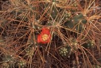 Cactus del género Trichocereus con flor, Chile, en el Altiplano andino, Cordillera de los Andes