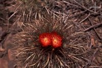 Cactus del género Trichocereus con flor, Chile, en el Altiplano andino, Cordillera de los Andes