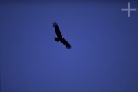 The Andean Condor (Vultur gryphus), Argentina, in the Andes Cordillera