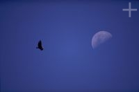 The Andean Condor (Vultur gryphus), Argentina, in the Andes Cordillera