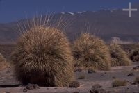 Gramíneas de nombre cortaderas, Argentina, en el Altiplano (Puna) andino, Cordillera de los Andes