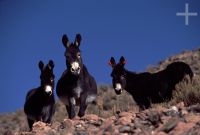 Mules, on the Andean Altiplano (high plateau), the Andes Cordillera