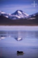 Duck, Laguna Blanca, the Andean Altiplano (high plateau), Bolivia, the Andes Cordillera