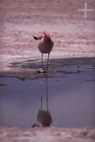 Flamengo, Salar de Atacama, Chile, no Altiplano andino, Cordilheira dos Andes