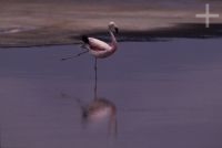 Flamengo, Salar de Atacama, Chile, no Altiplano andino, Cordilheira dos Andes