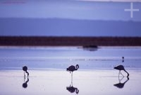 Flamengos, Salar de Atacama, Chile, Cordilheira dos Andes