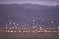 Flamengos na Laguna Pozuelos, Jujuy, Argentina, Altiplano (Puna) andino, Cordilheira dos Andes