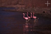 Flamengos, Laguna Brealito, província de Salta, Argentina, Cordilheira dos Andes