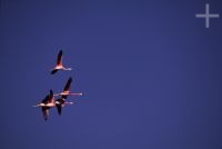 Flamengos, Laguna Brealito, província de Salta, Argentina, Cordilheira dos Andes