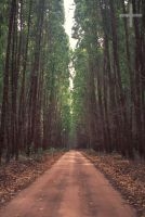 Floresta de eucaliptos, Espírito Santo, Brasil