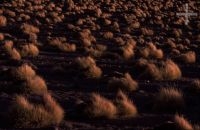 Gramíneas en el Altiplano andino, Cordillera de los Andes