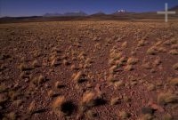 Gramins on the Andean Altiplano (high plateau), the Andes Cordillera