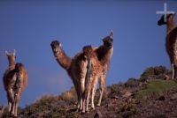 Guanacos (Lama guanicoe), Argentina, no Altiplano (Puna) andino, Cordilheira dos Andes