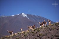Guanacos (Lama guanicoe), Argentina, no Altiplano (Puna) andino, Cordilheira dos Andes