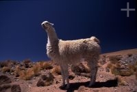 Lhama (Lama glama), Argentina, no Altiplano (Puna) andino, Cordilheira dos Andes