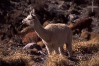 Lhama (Lama glama), no Altiplano andino, Cordilheira dos Andes