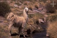 Lhama (Lama glama), no Altiplano andino, Cordilheira dos Andes